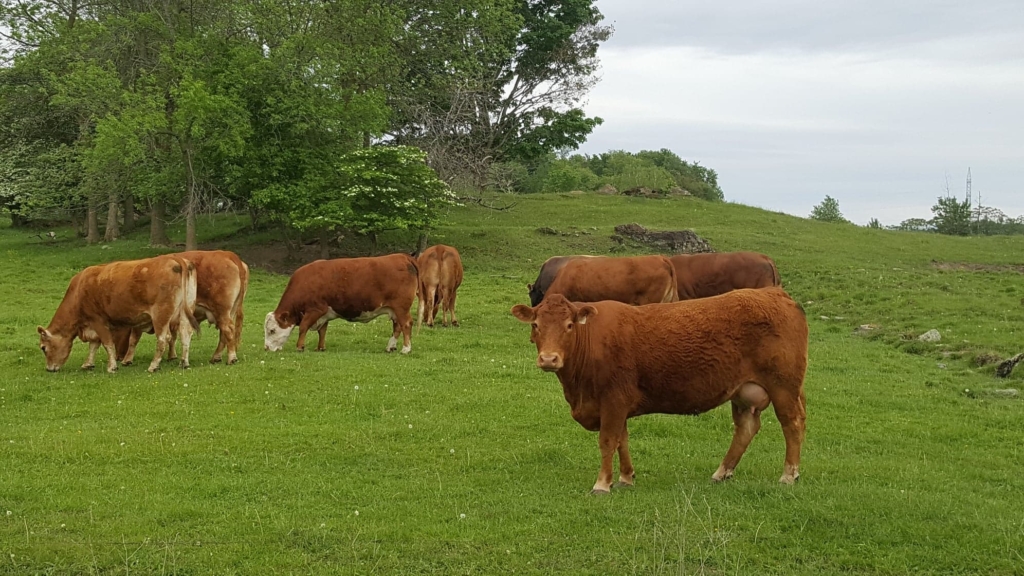 paturage juin 2020 zoom